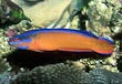 Neon Pseudochromis